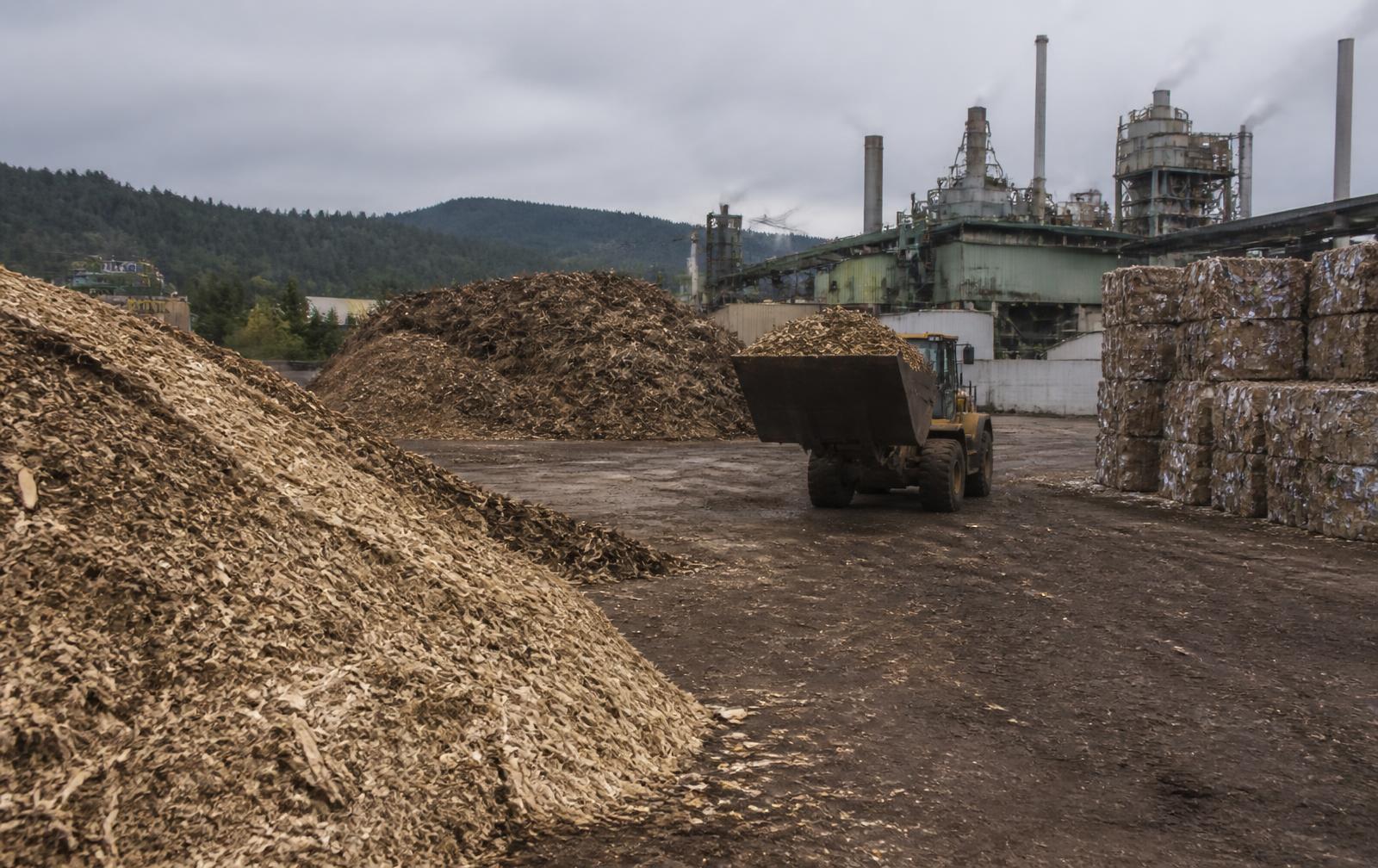 Operación de Forestal, papel y celulosa en condiciones reales de trabajo